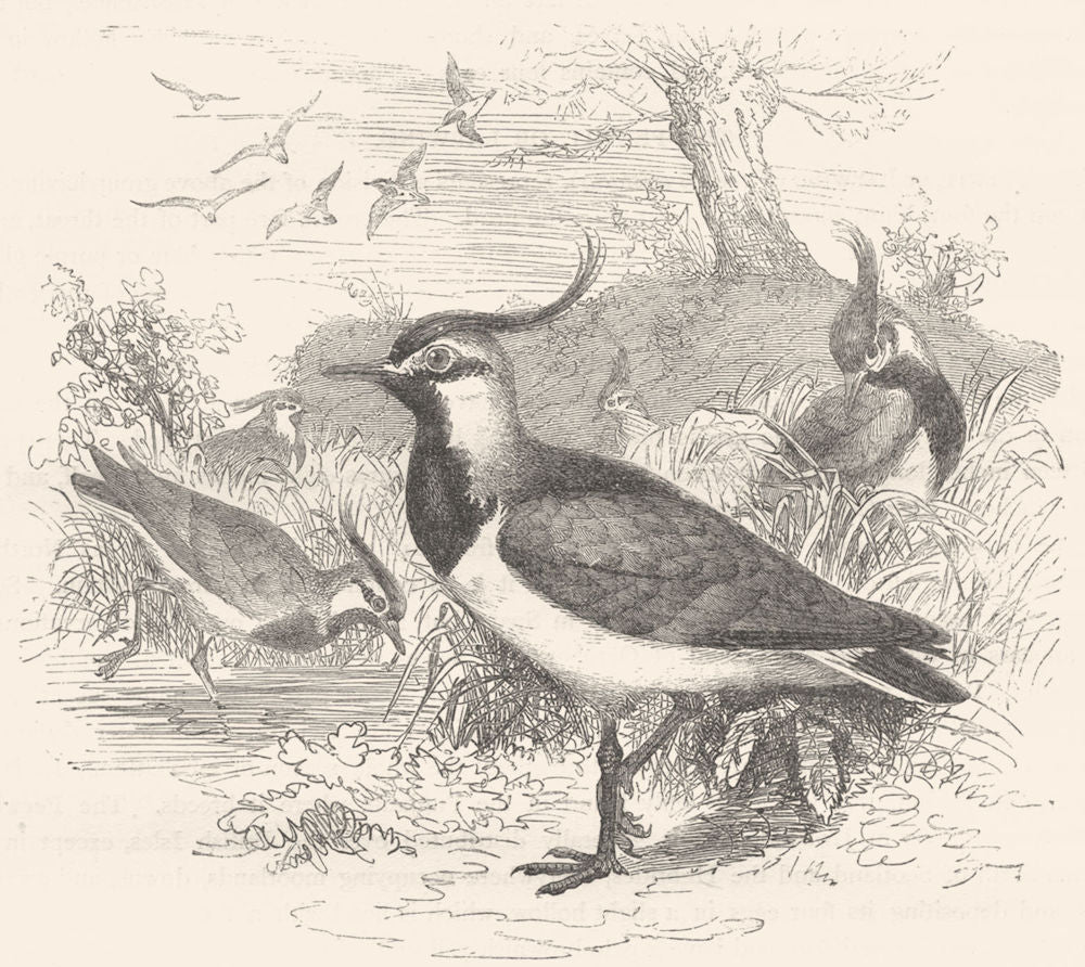 BIRDS. Stilt-Walker. Plover. Lapwing, Peewit c1870 old antique print picture